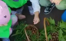 W poszukiwaniu jesieni - Mądre Kotki (1)