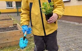 Wesołe Misie zakładają ogr&oacute;dek (3)